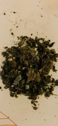 Customer photo review of Purple Urkle THCA Trim