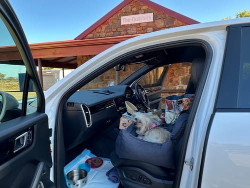 Customer photo review of Puppy Car Booster Seat - Grey