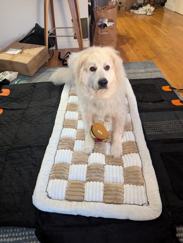 Customer photo review of RuffRover 2.0™ - Hard Bottom Back Seat Extender + (FREE Dog Bed)