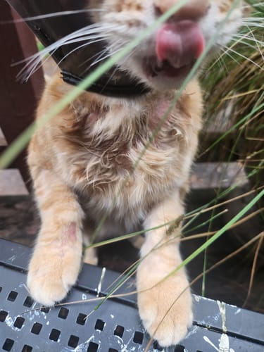 Customer photo review of 2x Blisso Advanced Cat Probiotic | Cat Probiotic for Diarrhea & Kidney Support