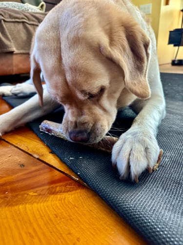 Customer photo review of Ostrich Shaft Bones (11" x 2"): The Long-Lasting, Flavorful Chew for Medium to Large Dogs