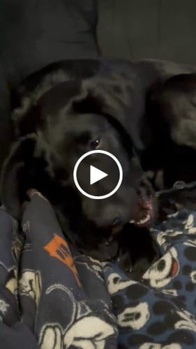 Customer video review of Pumpkin Yak Chews