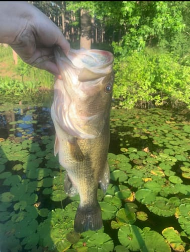 Customer photo review of Nako Power Flipping Hooks 1112 | Straight Shank Hook for Bass Fishing | 5 Pack | Nano Smooth Coating