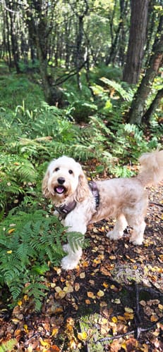 Customer photo review of Trail & Glow Tweed Dog Harness - Oxford Tweed