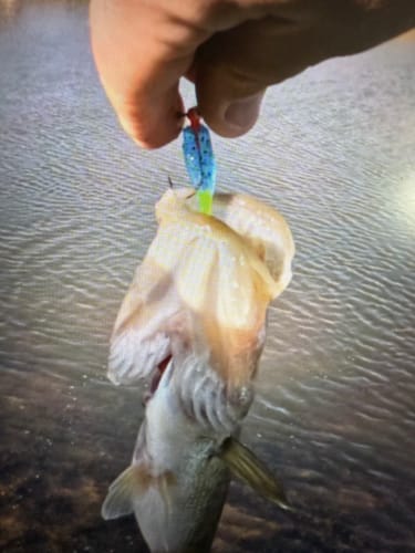 Customer photo review of Boat Flip Blue