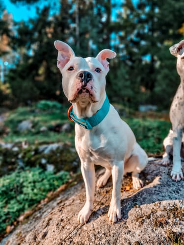 undefined review of 5cm Lighter Combat® Collar | With Handle Secure Clip - Turquoise x Orange image 1 out of 1