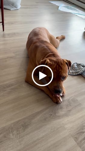 Customer video review of Whole Pig Ear