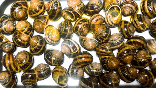 Customer photo review of Peconic Escargot - Fresh In Shell - 4 Dozen