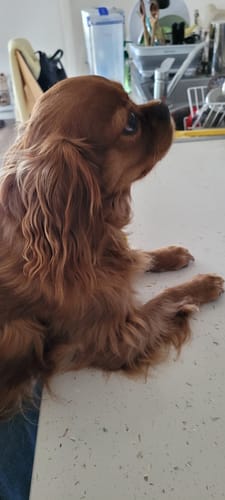 Customer photo review of No Pull Dog Harness Australia