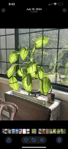 Customer photo review of Plant Food