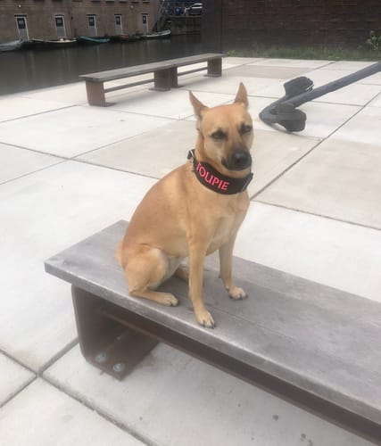 Customer photo review of Fleece Martingale Dog Collar with Name - S/M | 4Kyon