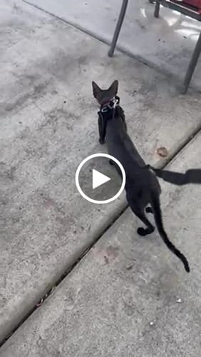 Customer video review of Explorer Harness | Less boredom. More discovery. A better life for your indoor cat.