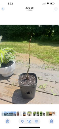 Customer photo review of Killer Smiles