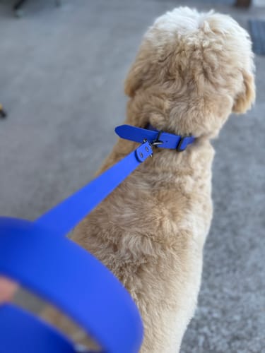 Customer photo review of Bondi Blue Collar