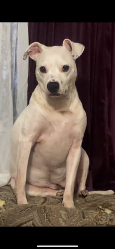 Customer photo review of Australian Grown Turkey Tail Capsules