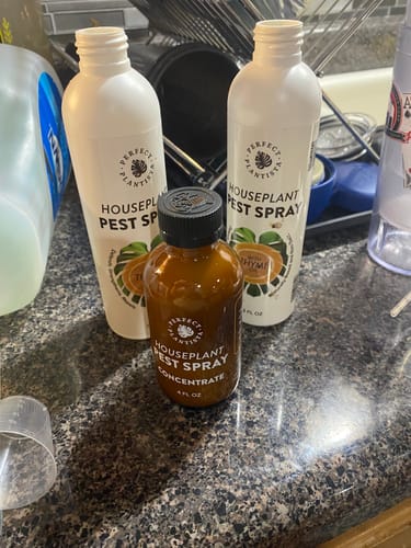 Customer photo review of Houseplant Pest Spray