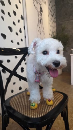 Pathumporn review of WagWellies® Mojave image 1 out of 1