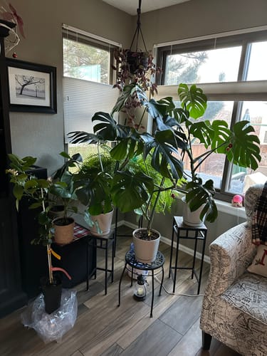 Customer photo review of Plant Food