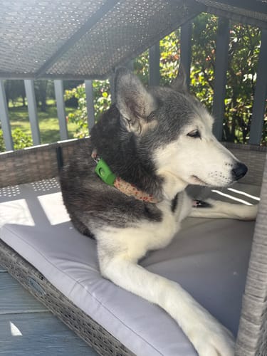 Customer photo review of FurLife™ - 12 Months Flea and Tick Tags for Dogs