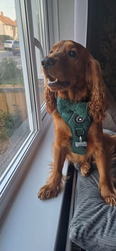 Customer photo review of Trail & Glow® Dog Harness - Emerald Teddy