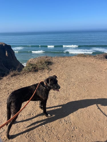 Customer photo review of HEALTHY ANIMALS 4EVER - DAILY MULTI FOR DOGS