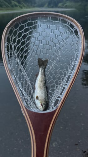 Customer photo review of Crystal Creek Rod & Reel Combo – 9'0" 5WT Beginner Kit