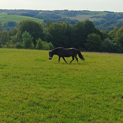 Customer photo review of Kristallkraft Move