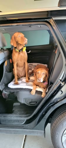Customer photo review of RuffRover 2.0™ - Hard Bottom Back Seat Extender + (FREE Dog Bed)