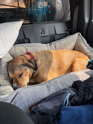 Customer photo review of Orthopedic Pet Bed, Pain Relief Soft Couch