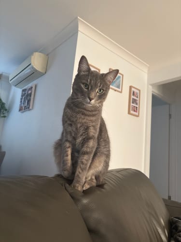 Customer photo review of 3 Month Supply - 2 Cats