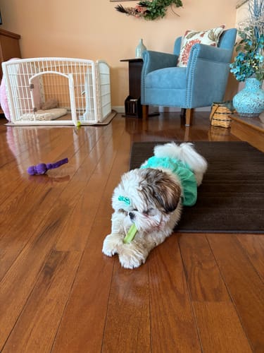 Customer photo review of 4-Stick Yak Chew Pack – Mint, Banana, Strawberry & Pumpkin