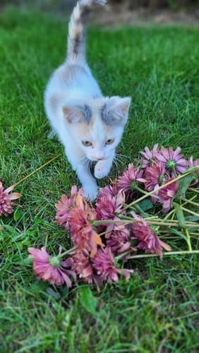 Avis photo d'un client sur Croquettes Chaton Sans Céréales - Poulet & Huile de Saumon
