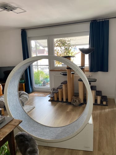 Maria B. review of Katzenlaufrad B-Ware & Neuwertig: Simba, Rocky WAND- & STAND-Modell image 1 out of 1