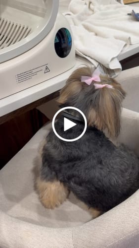 Customer video review of Pet Dryer Box