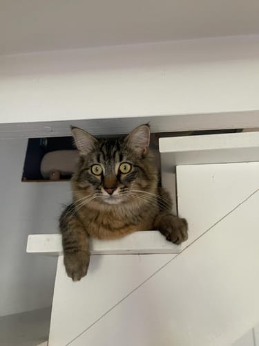 Avis photo d'un client sur Croquettes Chat Stérilisé Sans Céréales - Poulet
