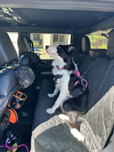 Customer photo review of Dog Rear Seat Cover - No Hammock