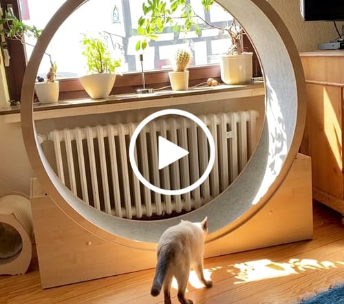 Sabine M. review of Elmato Katzenlaufrad Simba image 1 out of 1