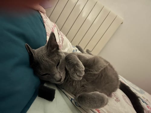 Avis photo d'un client sur Croquettes Chat Stérilisé Sans Céréales - Saumon