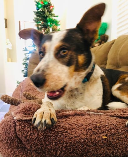 Customer photo review of 4 Inch Standard Bully Sticks