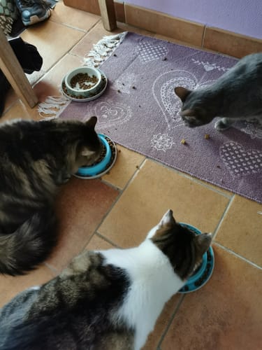 Avis photo d'un client sur Croquettes Chat Stérilisé Sans Céréales - Poulet