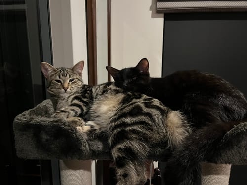 Customer photo review of 3 Month Supply - 2 Cats