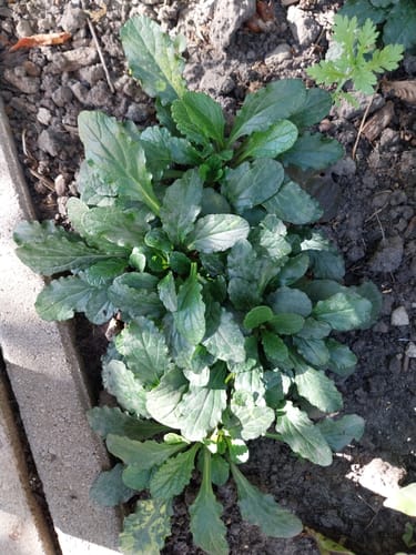 Customer photo review of Kruipend Zenegroen (Inheemse soort) - Ajuga reptans