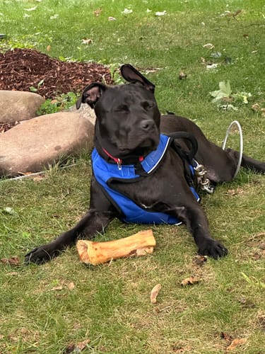 Customer photo review of Smoked Beef Marrow Bone