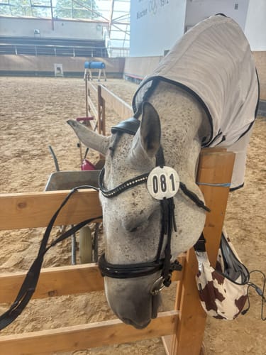 Customer photo review of Strotonin Horse Support