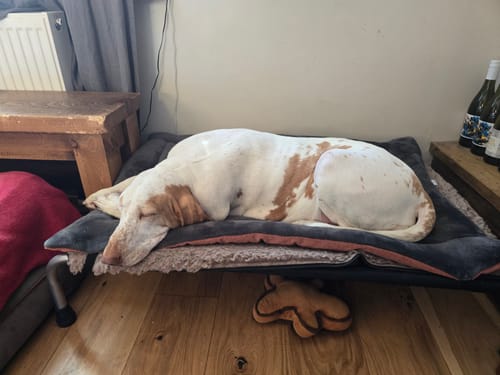 Customer photo review of 40% OFF Terracotta Cotton & Dark Grey Cuddle Soft Luxury Reversible Pad