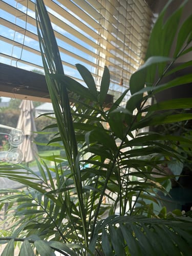 Customer photo review of Plant Food