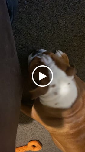 Customer video review of Smoked Beef Marrow Bone