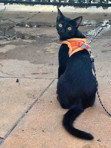 Customer photo review of Explorer Harness | Less boredom. More discovery. A better life for your indoor cat.