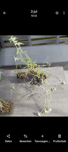 Customer photo review of Alpen edelweiss - Leontopodium alpinum
