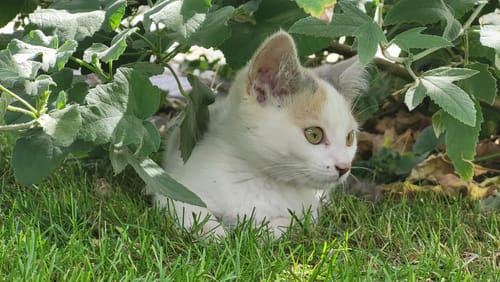 Avis photo d'un client sur Probiotiques Chat - Flore Digestive